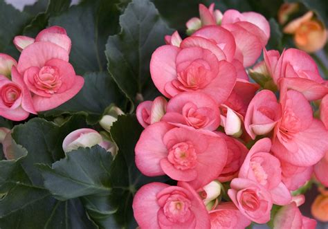 Begonia Elatior Como Cuidar - Begônia elatior: como cuidar da planta que floresce no inverno