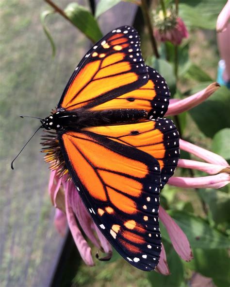 Resources: The Garden Club of Switzerland: More About Monarchs!