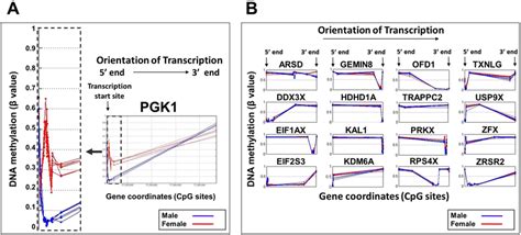 Sex Based Dna Methylation Signals In X Inactivated And Xi Escape Genes