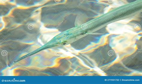 Fish needle in sea water. stock photo. Image of natural - 271931732