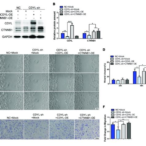 Effects Of CDYL Knockdown Over Expression On The Expression Of CTNNB1