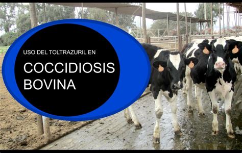 USO DEL TOLTRAZURIL EN COCCIDIOSIS BOVINA Perulactea