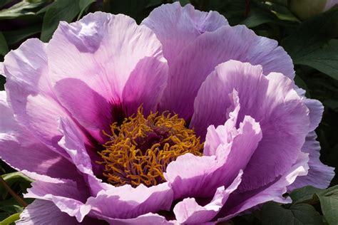 Kostenlose foto Natur blühen Blume lila Blütenblatt Frühling