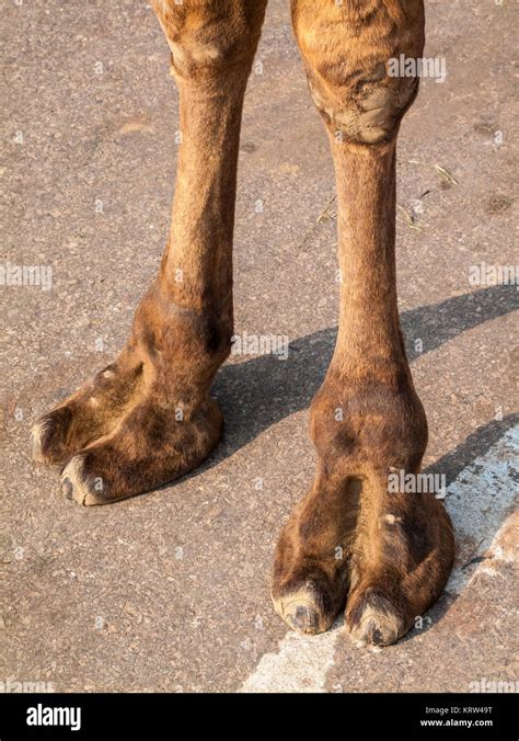 Patas De Camello Fotograf As E Im Genes De Alta Resoluci N Alamy