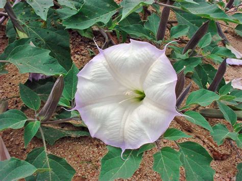 Vascular Plants Of The Gila Wilderness Datura Wrightii