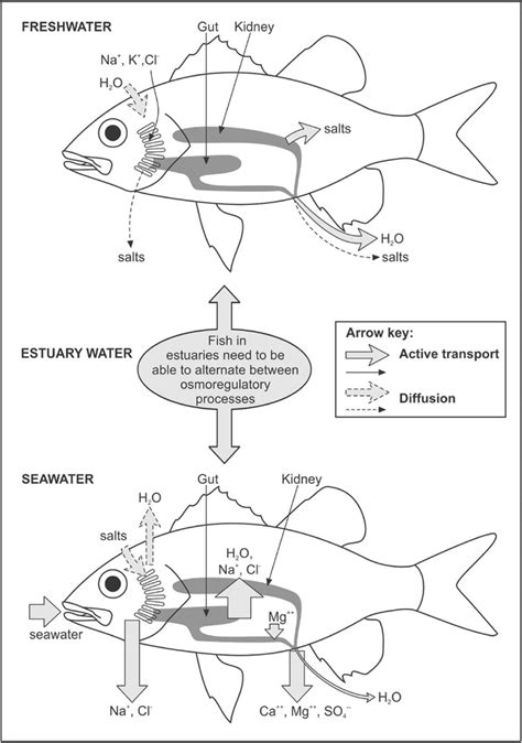 Generalised Models Of A Freshwater And Marine Teleost Showing The