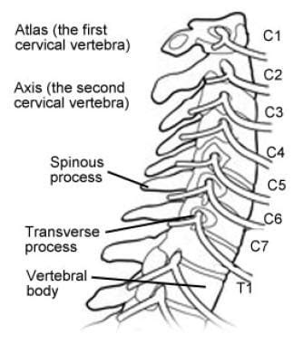 Dens Anatomy