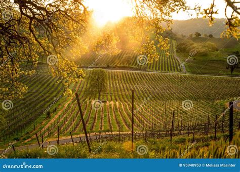 Sunrise Over The California Vineyard Stock Image Image Of Wine