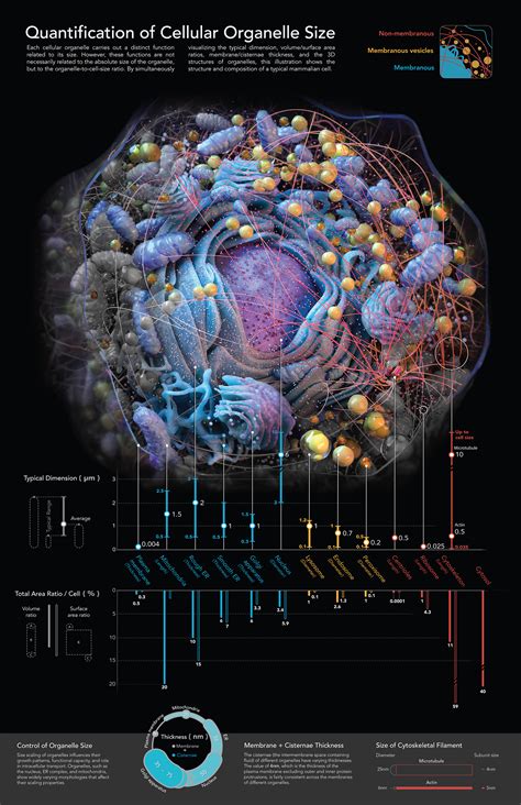 Infographic Quantification Of Cellular Organelle Size