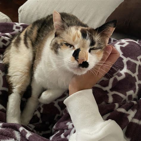 perfect rainy day date ft. Ruby : r/catpics