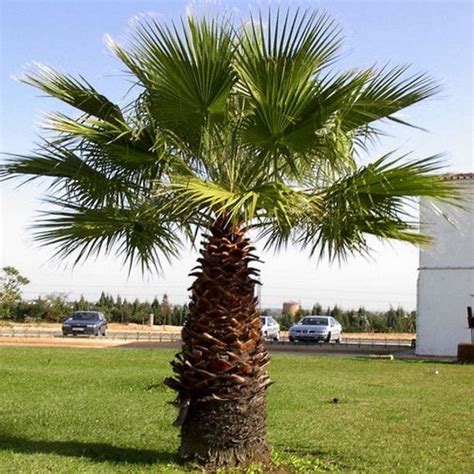 California Fan Palm Seeds Washingtonia Filifera 10Seeds