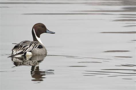 Free Stock Photo of Northern Pintail, male | Download Free Images and ...