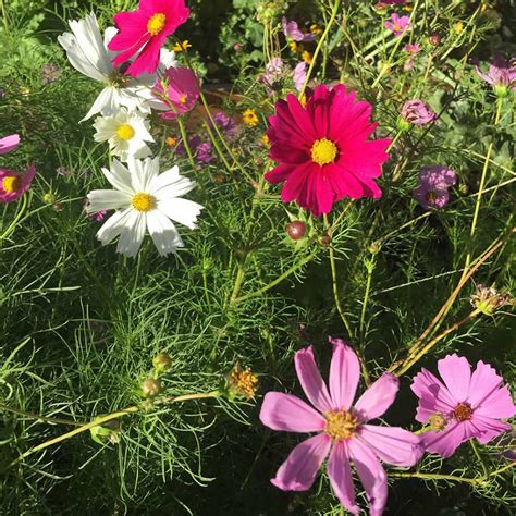 Sensation Mix Cosmos Flower Seeds 4 Oz Annual Flower Garden Seeds