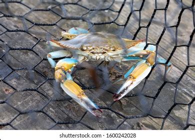 Blue Crab Caught Crab Trap Stock Photo 2290277209 | Shutterstock