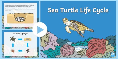 Green Turtle Life Cycle With Labels