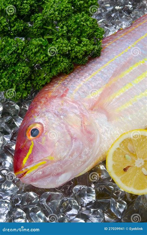 Golden Threadfin Bream Fish Stock Image | CartoonDealer.com #85553911