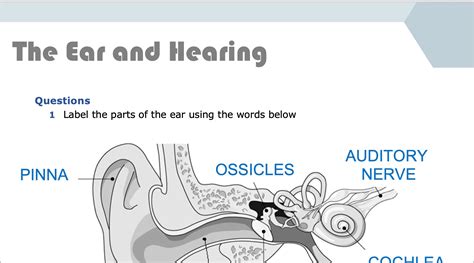 The Ear and Hearing | Teaching Resources