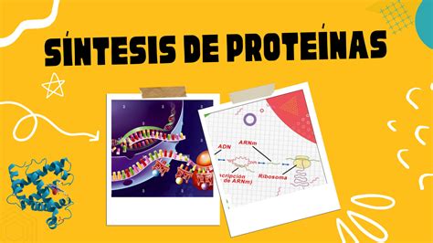 Solution Bioquimica S Ntesis De Prote Nas Studypool