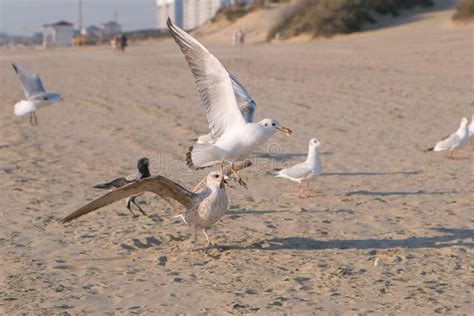 Birds Seagulls Eat Bread On The Sandy Dune Beach Stock Photo Image