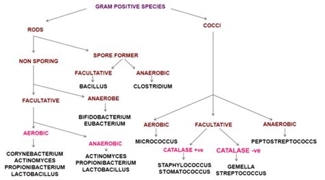 Anaerobic Gram Negative Cocci