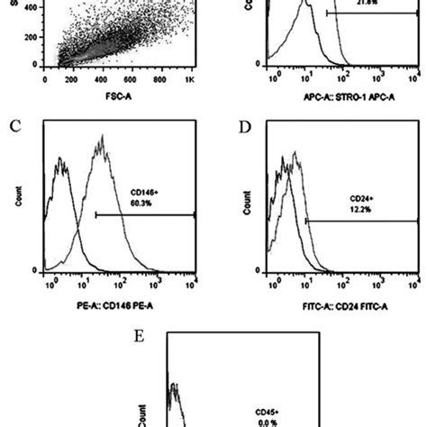 Flow Cytometry FCM Of Stem Cells From Apical Papilla SCAP