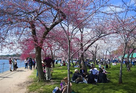 Boston Cherry Blossom Festival Cleo Mellie