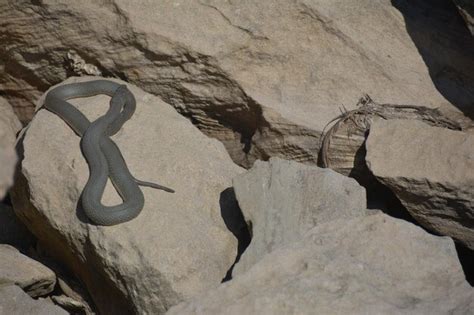 Uma Cobra Em Uma Rocha Um Lagarto Nela Foto Premium