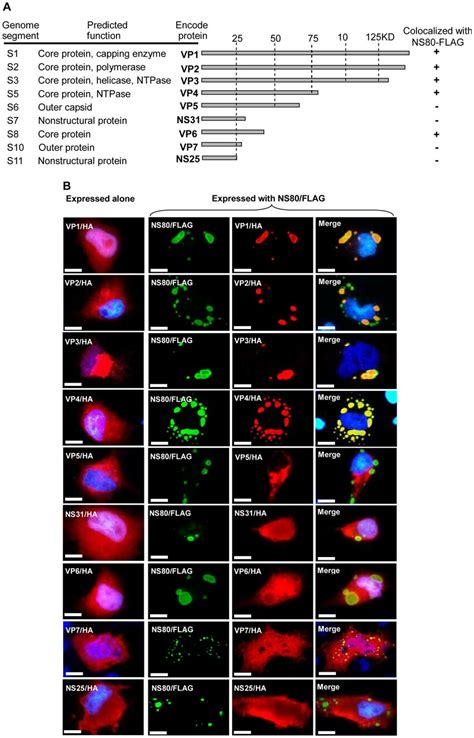 Diagram Summary And Immunofluorescence Analysis Of Interactions