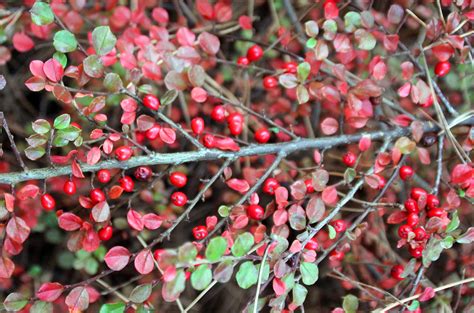 Dwarf medlars (Cotoneaster) | g.efthymiadis | Flickr