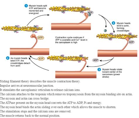 Sliding Filament Theory