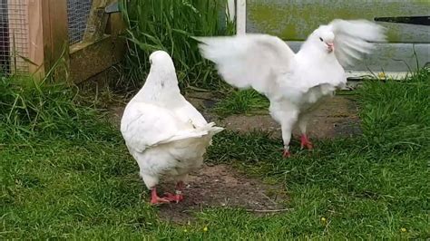 White King Pigeon Pair Youtube