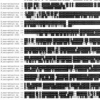 Deduced Amino Acid Sequences Of Soybean Ureases Aligned With K