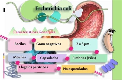 Escherichia Coli Mapa Mental