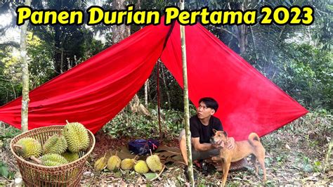 MEMBANGUN TENDA JAGA DURIAN DI AWAL MUSIM AKHIRNYA MAKAN DURIAN LAGI