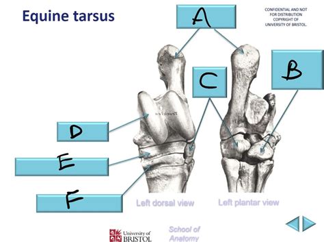 Equine Tarsus Diagram Quizlet