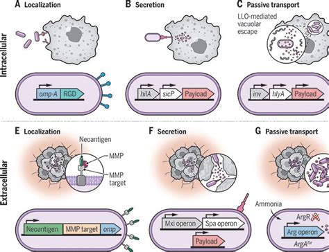 Engineering Bacteria As Interactive Cancer Therapies Science