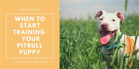 When To Start Training a Pitbull Puppy The Right Way | Tampa