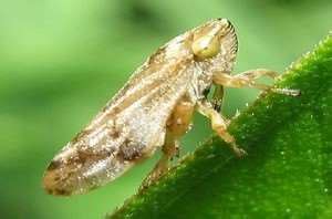 Meadow Spittlebug Pest Management Farms