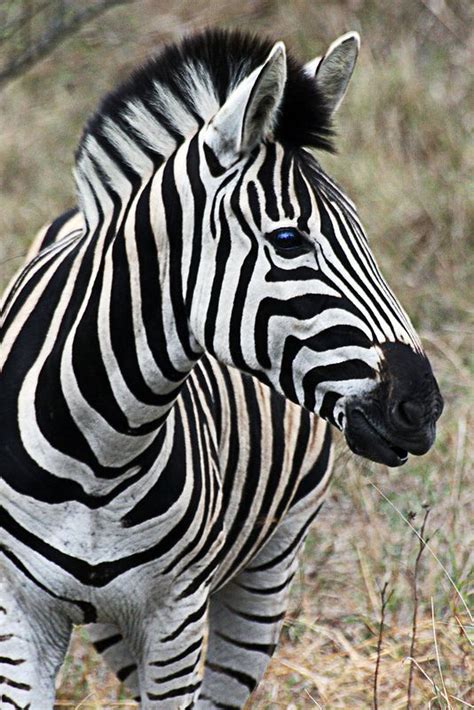 Unique Animals In South Africa – Idalias Salon