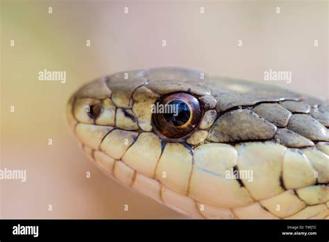 snake eyes close  reptile  scales macro view garter snake