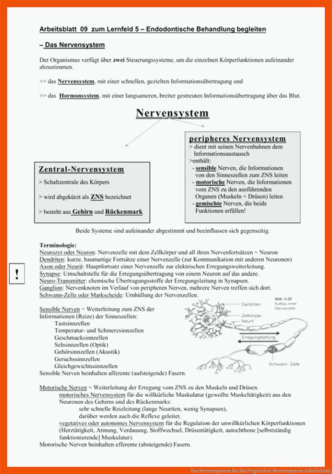 19 Das Vegetative Nervensystem Arbeitsblatt Allgemeine Arbeitsblätter