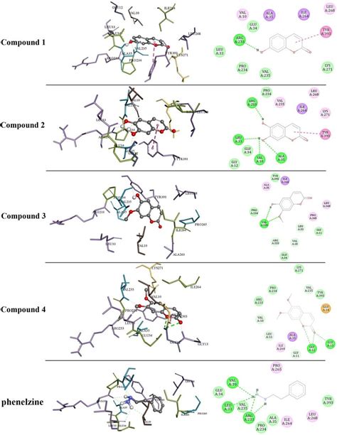 Hydrogen Bond Interaction And Amino Acid Residue 3d And 2d Download Scientific Diagram