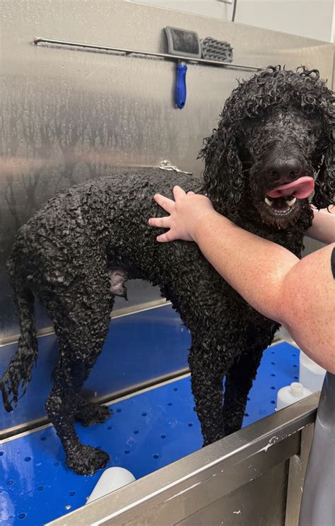 The before and after... - Pet Supplies Plus - McAllen, TX | Facebook