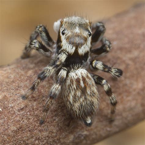 Maratus griseus — Peacock Spider