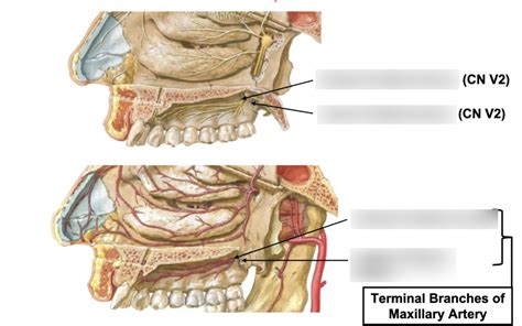 Sagittal Mouth Diagram Quizlet