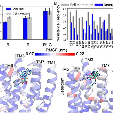 Gpcr Dynamic Ensemble Showing That Activation Microswitches Behave Like