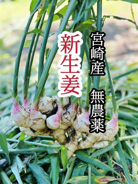 【目立った傷や汚れなし】無農薬 新生姜 宮崎産 2㎏ 泥付き発送の落札情報詳細 ヤフオク落札価格検索 オークフリー