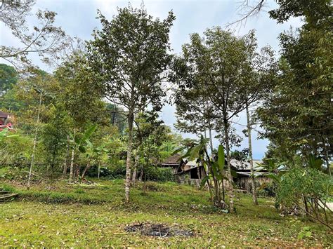 Dijual Tanah Kebun Durian Dekat Pasar Kemuning Di Karanganyar Tribun