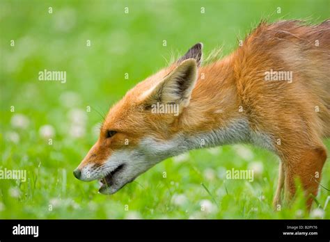 Red fox feeding Stock Photo - Alamy