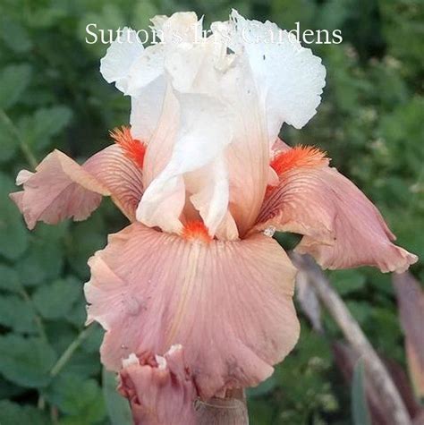 Photo Of The Bloom Of Tall Bearded Iris Iris Struck Twice Posted By